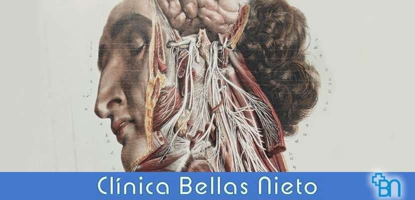 Infografía Cuerpo Humano.