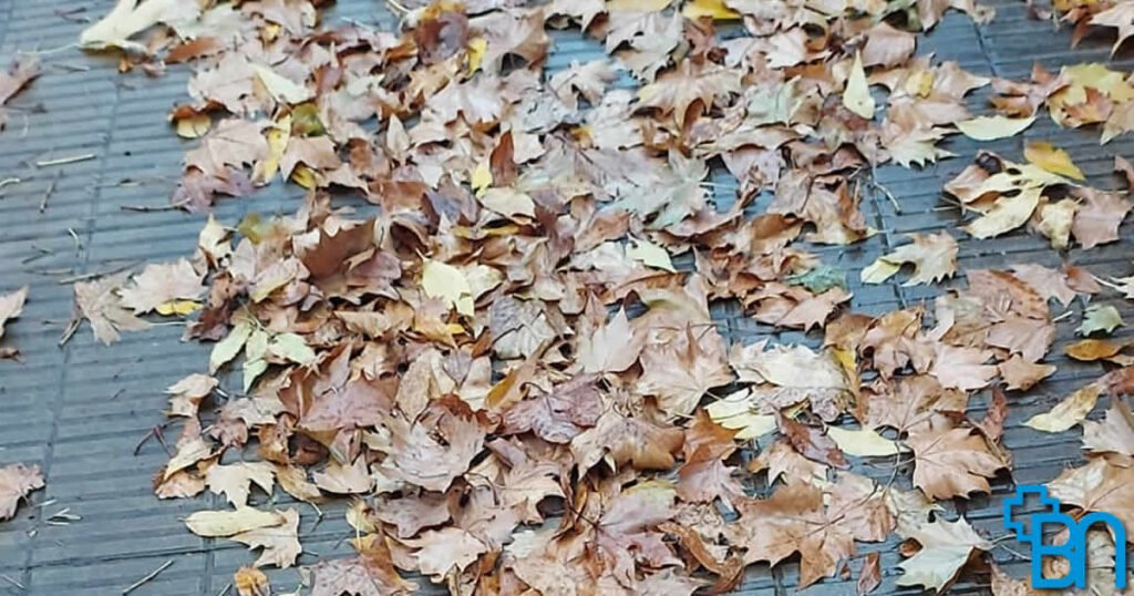 Alergias de Otoño en España: Cómo Detectarlas, Prevenirlas y Aliviarlas de Forma Natural. El descenso de temperaturas no da tregua a quienes sufren de alergias. Descubre por qué el otoño agrava los síntomas y cómo puedes protegerte con hábitos saludables y remedios naturales.